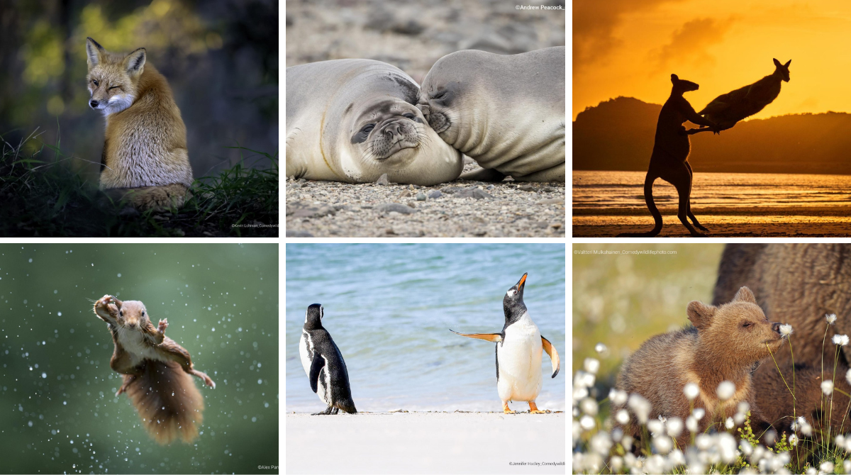 Смішні тварини: відомі 40 фіналістів фотоконкурсу Comedy Wildlife Photography - фото 1