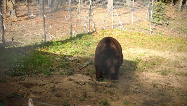 Ведмідь Бахмут тепер мешкає у притулку 'Домажир'- фото 515987