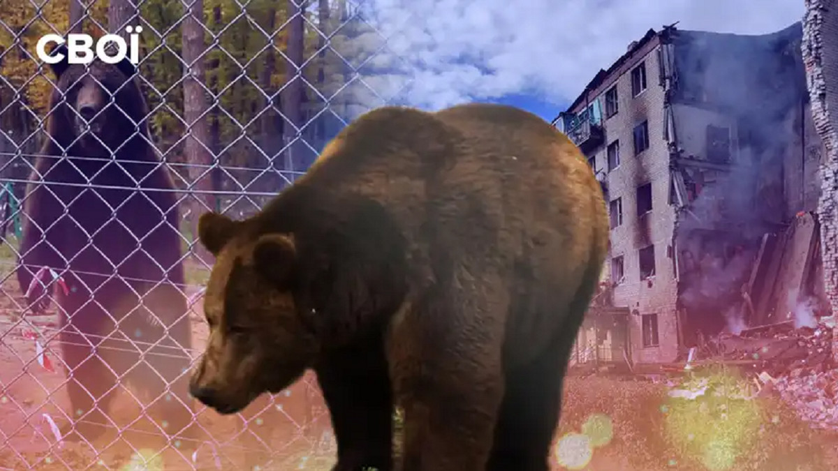 Ведмедя Бахмута врятували з-під обстрілів - фото 1