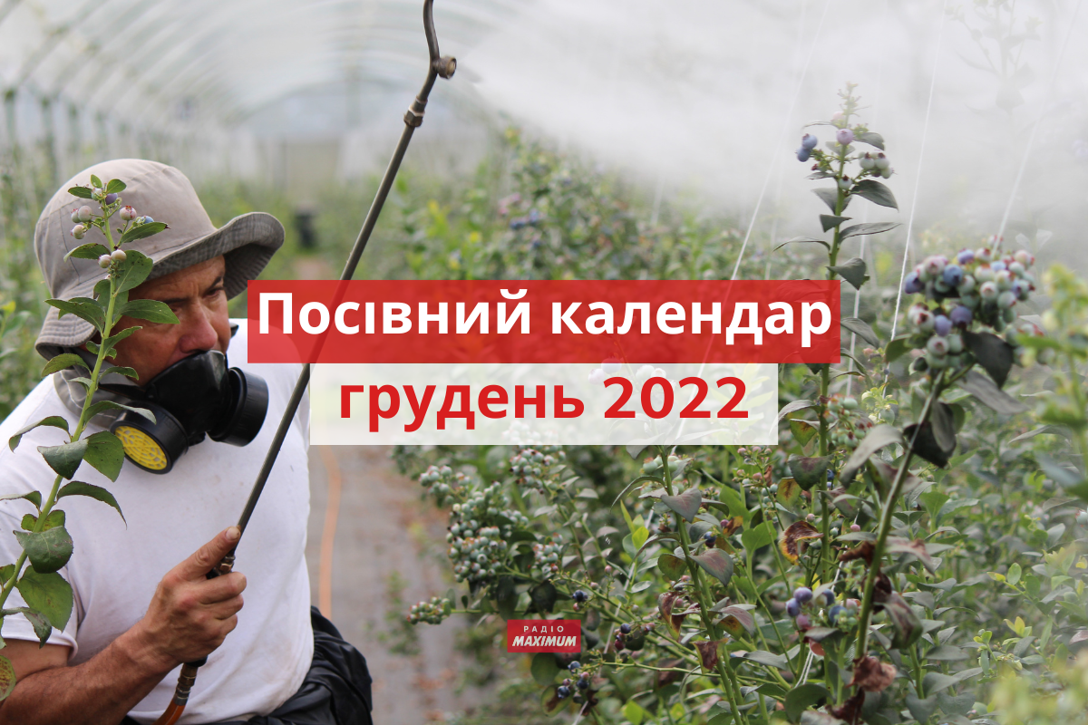 Місячний посівний календар на грудень 2022: коли і що садити
