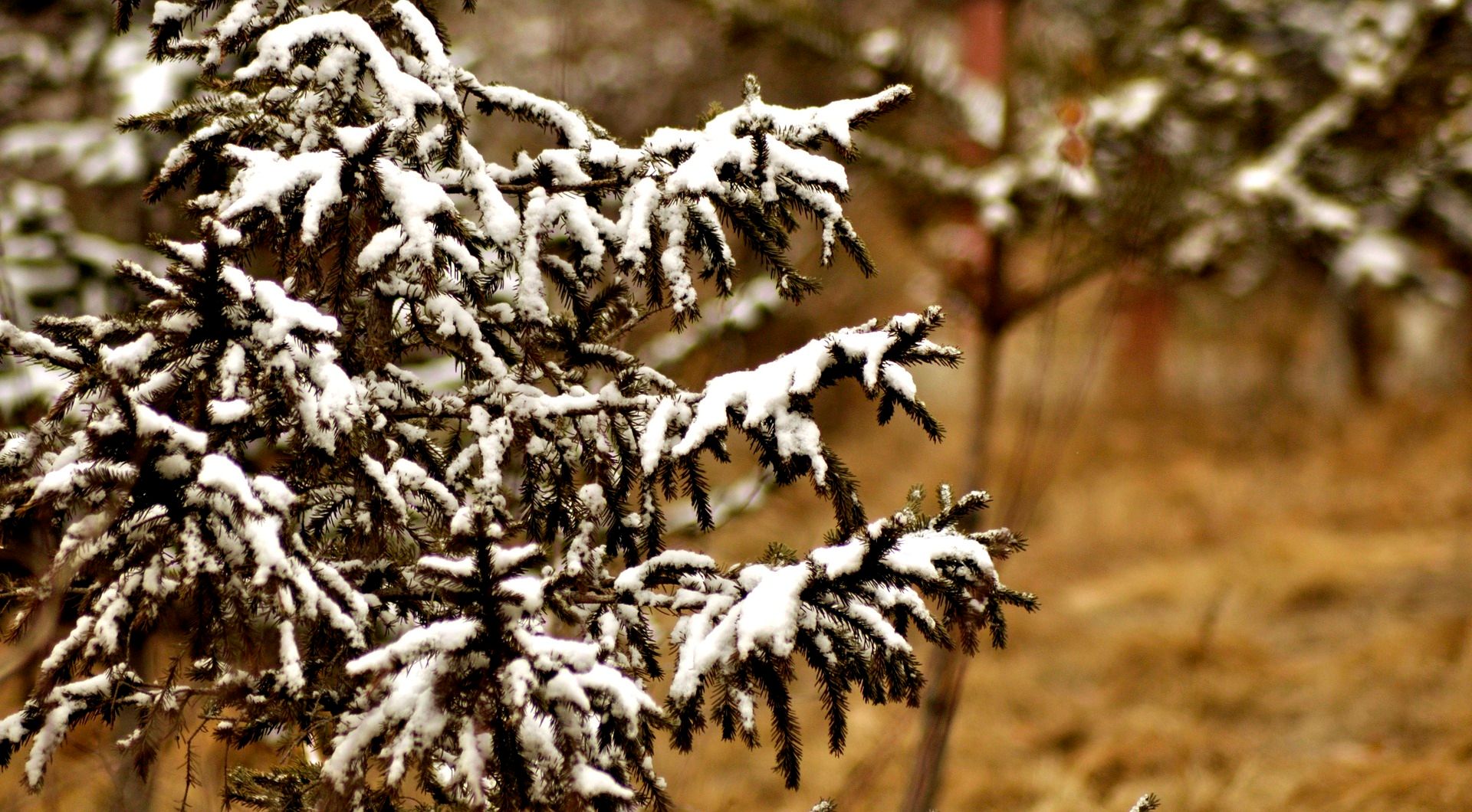 Погода 7 грудня в Україні: синоптик попередила про атмосферний фронт