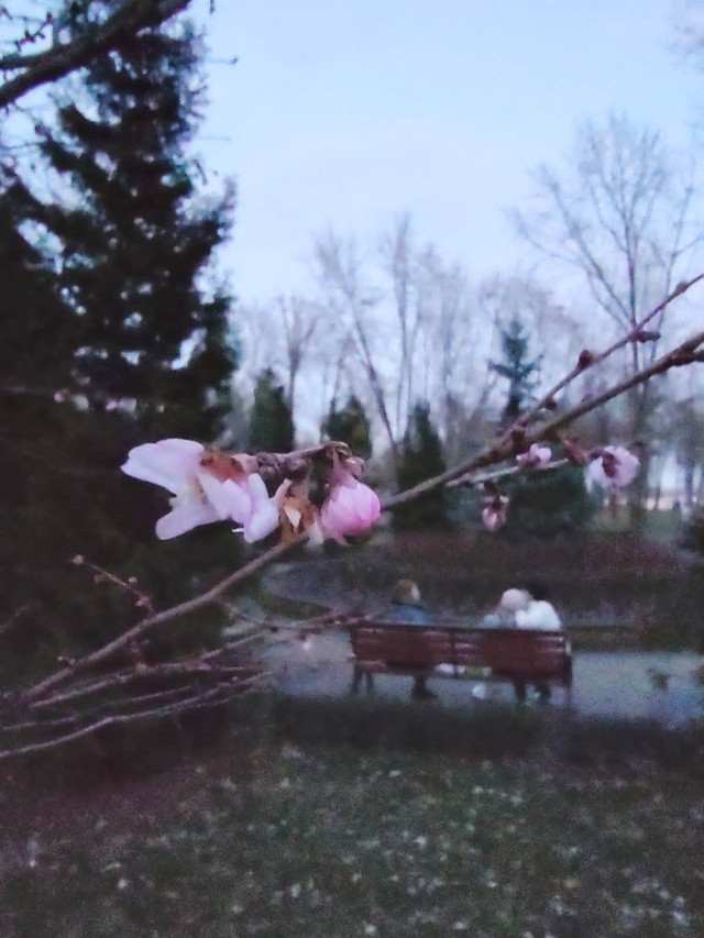 У Києві посеред зими розквітли сакури (ФОТО) - фото 517944