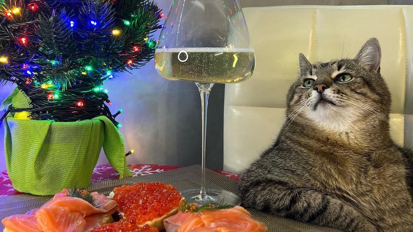 Популярний український блогер кіт Степан став зіркою нового випуску журналу Times Monaco - фото 1