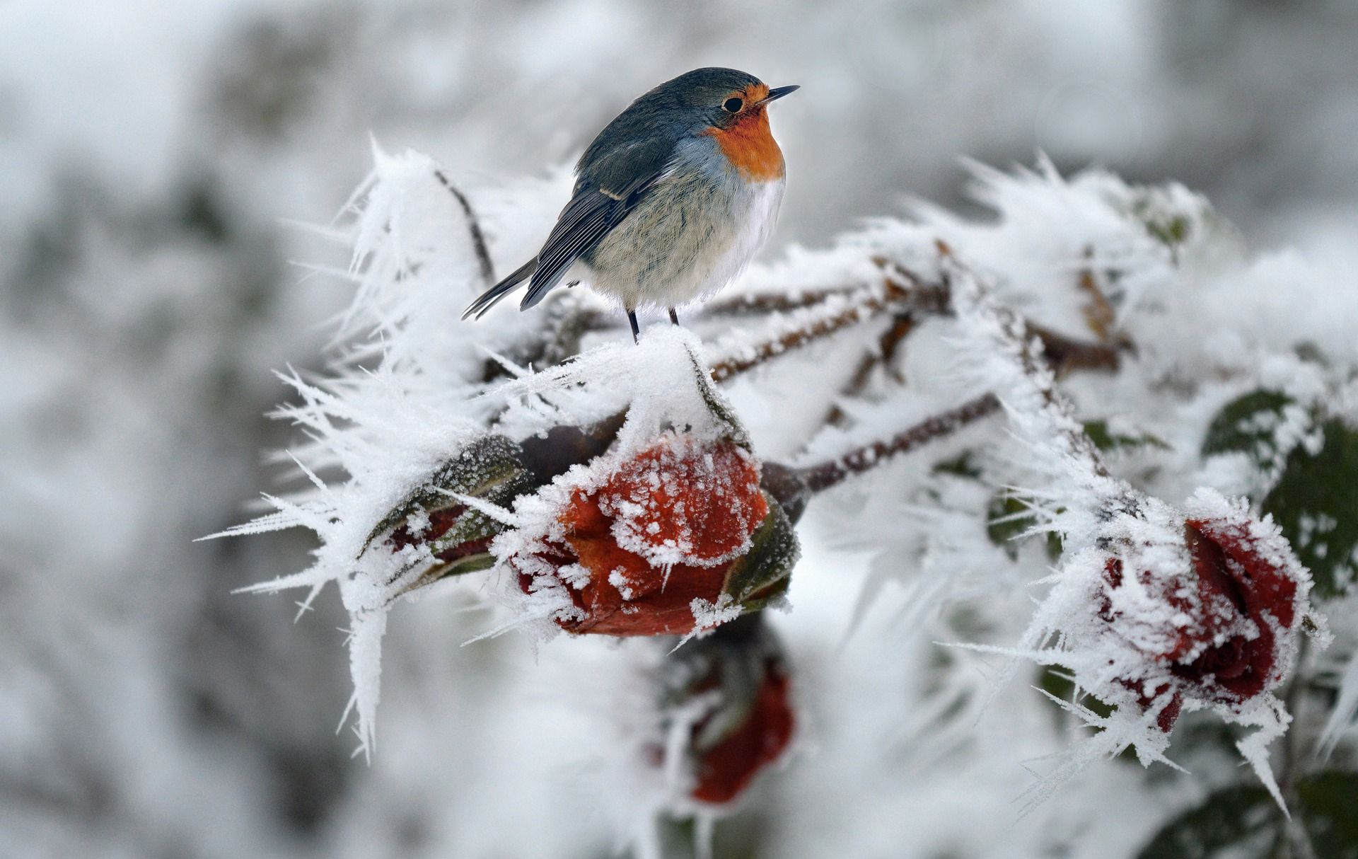 Погода 25 січня в Україні – синоптикиня попередила про морози