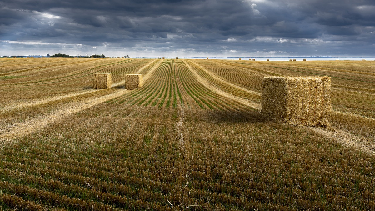 Жнива по-українськи – аграрії Полтавщини намолотили понад 5 мільйонів тонн зерна - фото 1