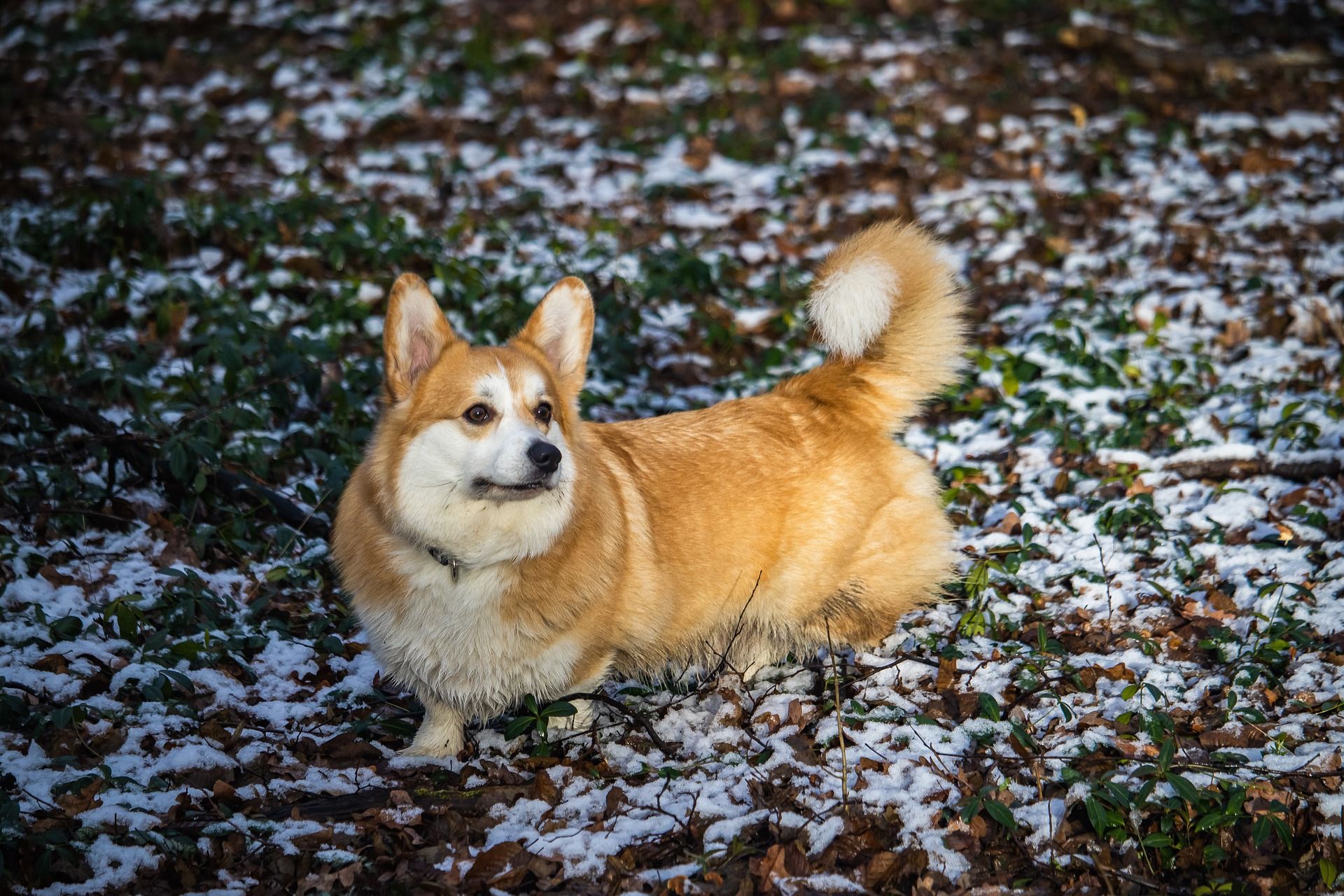 Погода 30 січня в Україні – синоптикиня розповіла, коли очікувати класичну зиму