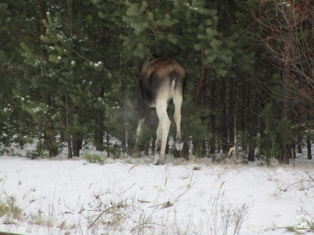 Червонокнижний лось засвітився на камері у Чорнобильській зоні - фото 519167