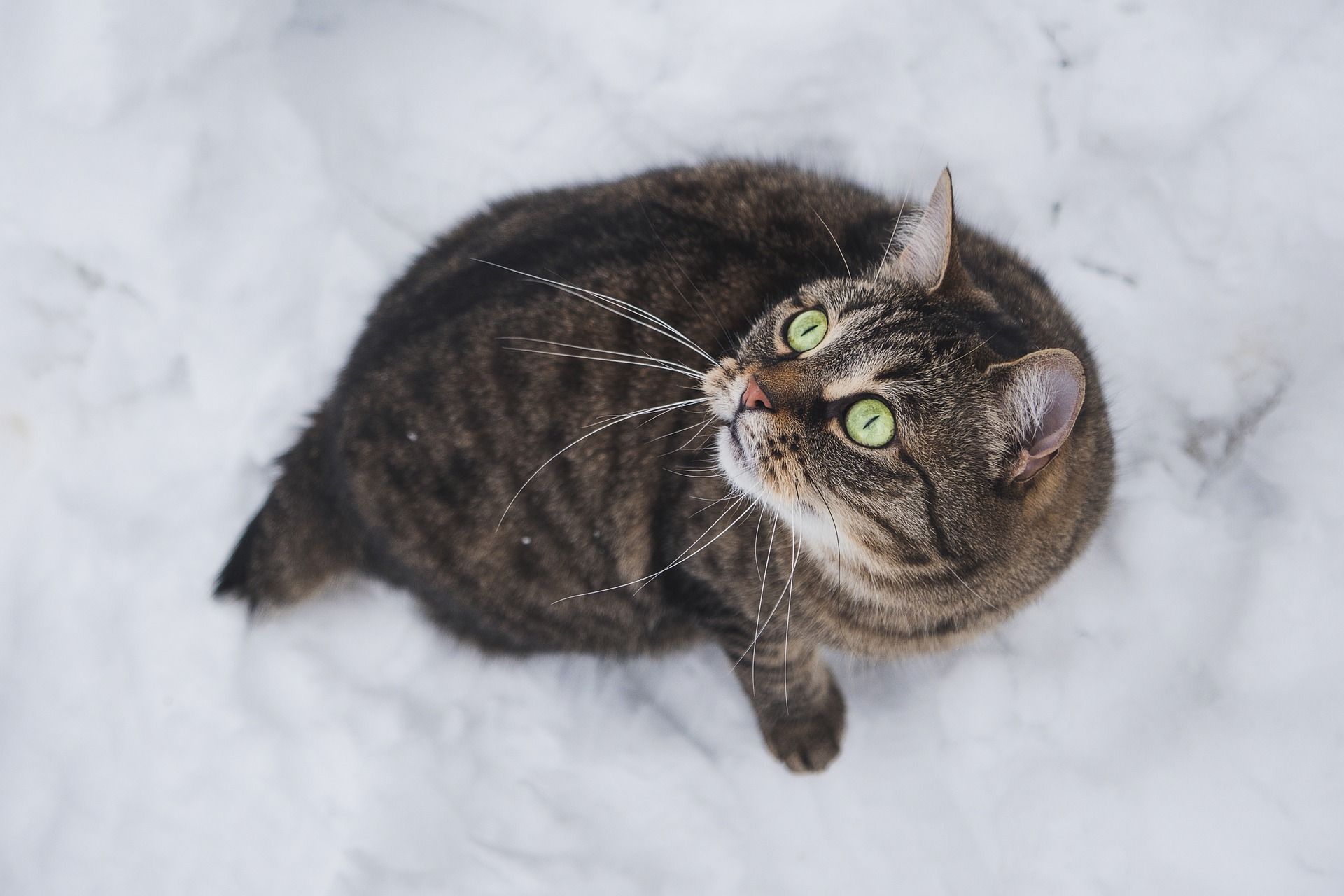 Погода 2 лютого в Україні – синоптикиня прогнозує опади у вигляді снігу