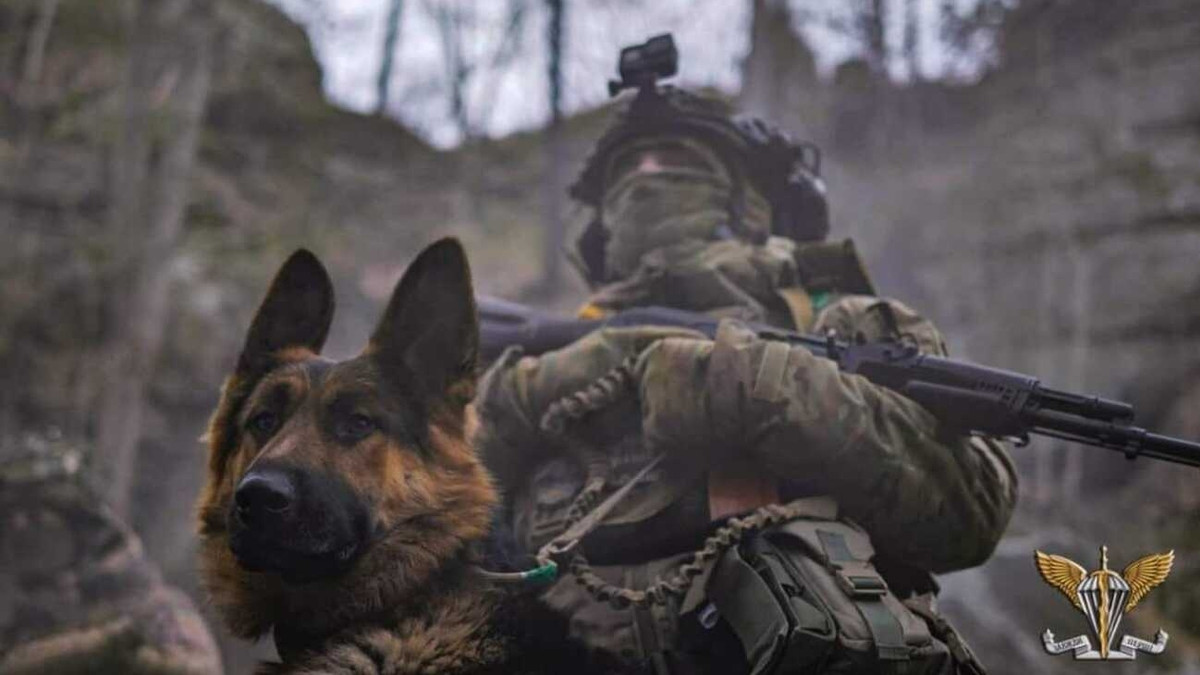Мінометники 80-ї бригади показали, як працює їхній пес-талісман Рекс - фото 1