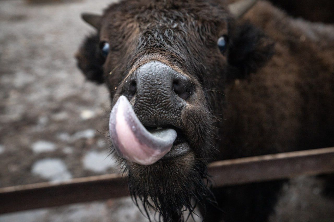 І під час війни життя триває – КМДА показала, як виросли милі мешканці зоопарку