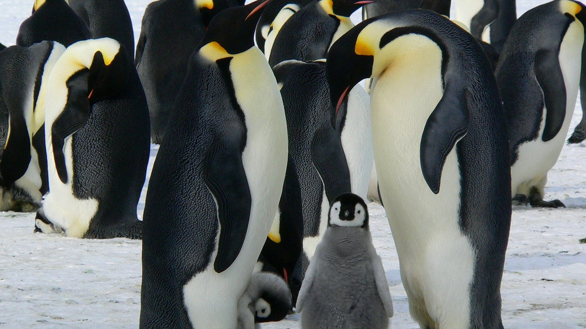 Бейбі-бум в Антарктиді – дивіться неймовірне відео появи на світ малого пінгвінятка - фото 1
