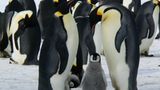 Бейбі-бум в Антарктиді – дивіться неймовірне відео появи на світ малого пінгвінятка