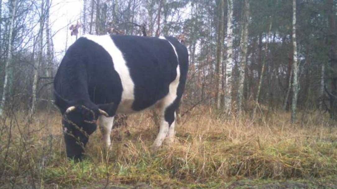 В околицях Чорнобиля помітили здичавілих корів, які навчилися виживати самостійно