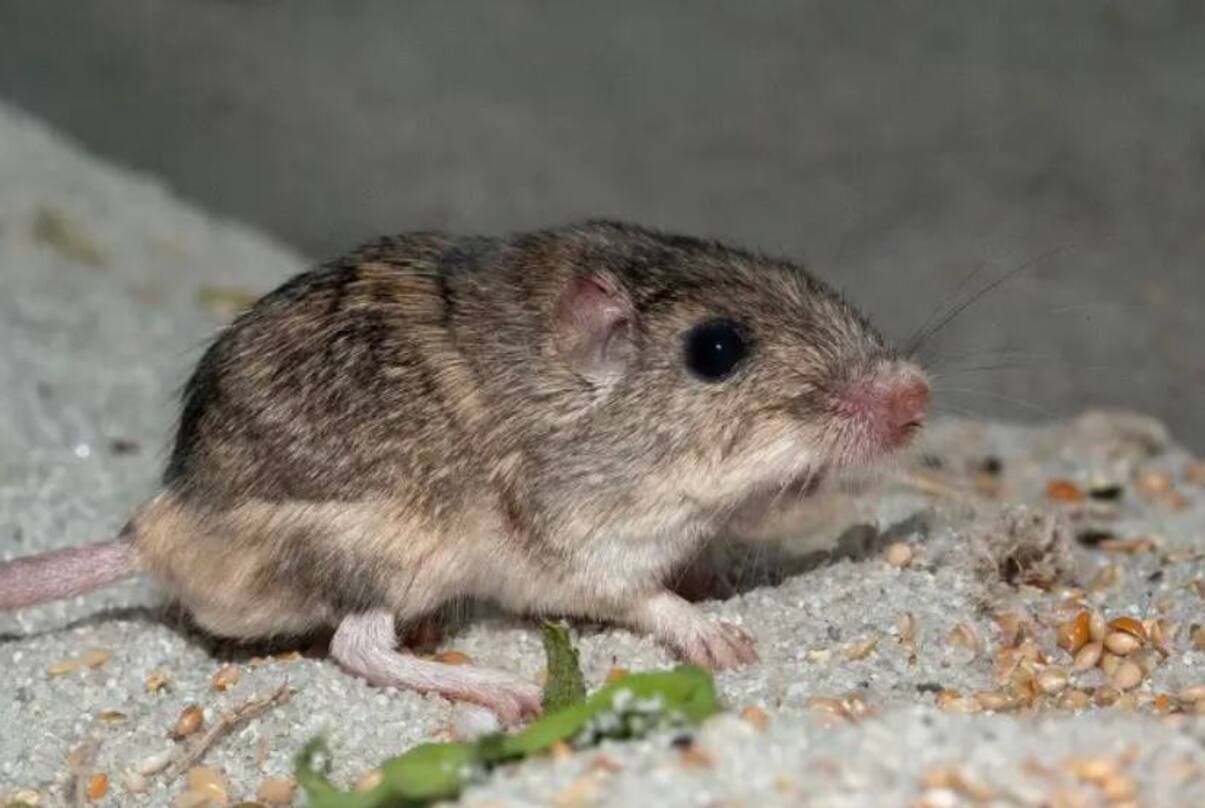 Guinness World Records - фото 1