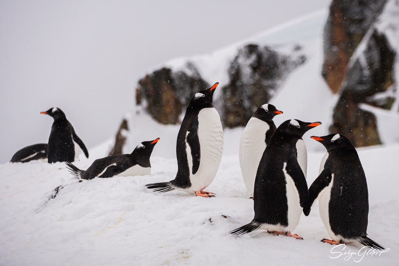 Кохання врятує світ – українські полярники показали милі фото закоханих пінгвінів