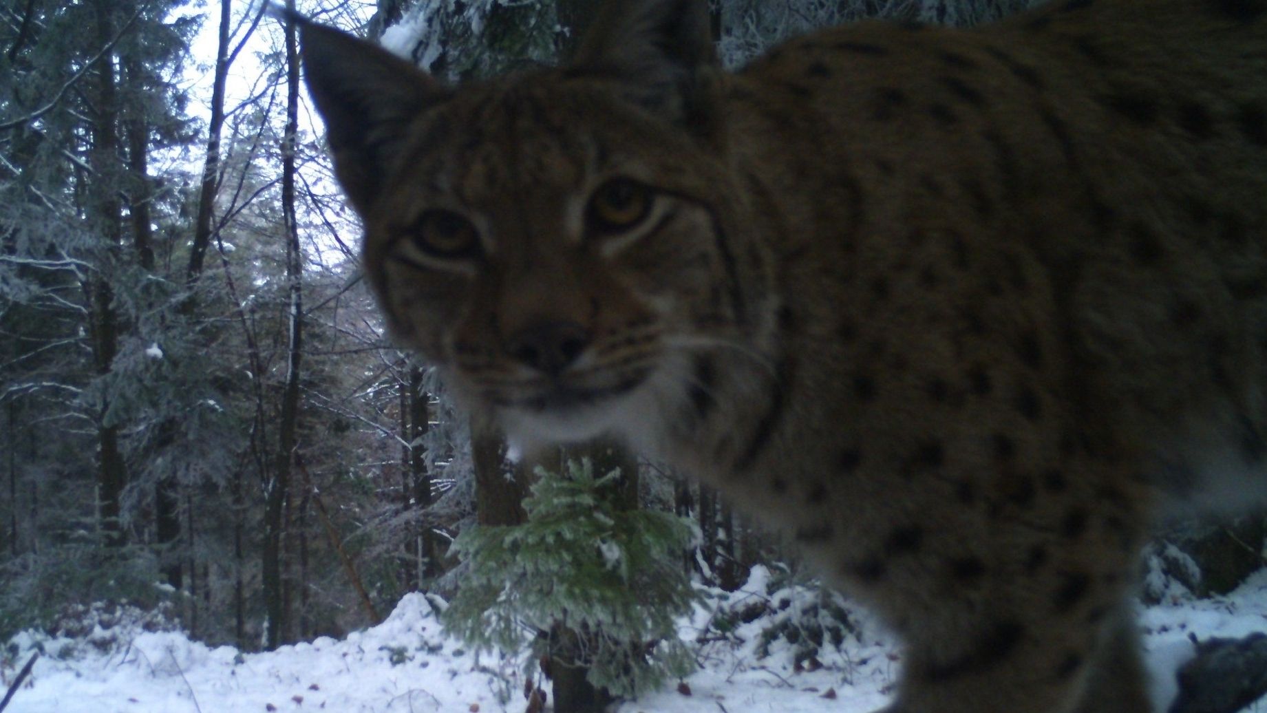 ТОП 10 найкумедніших фото із мешканцями лісу від парку "Сколівські Бескиди"