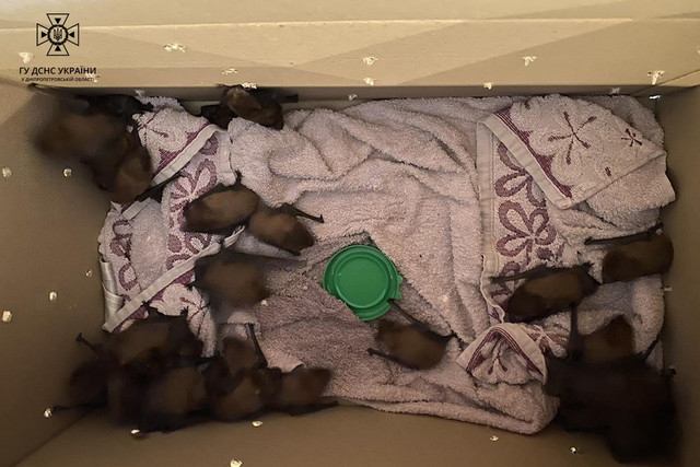 ДСНС - фото 520240