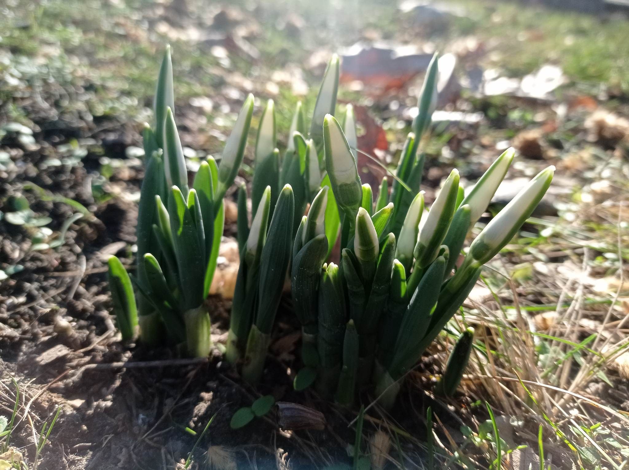 Весна йде – у Миколаївському зоопарку розквітли перші підсніжники