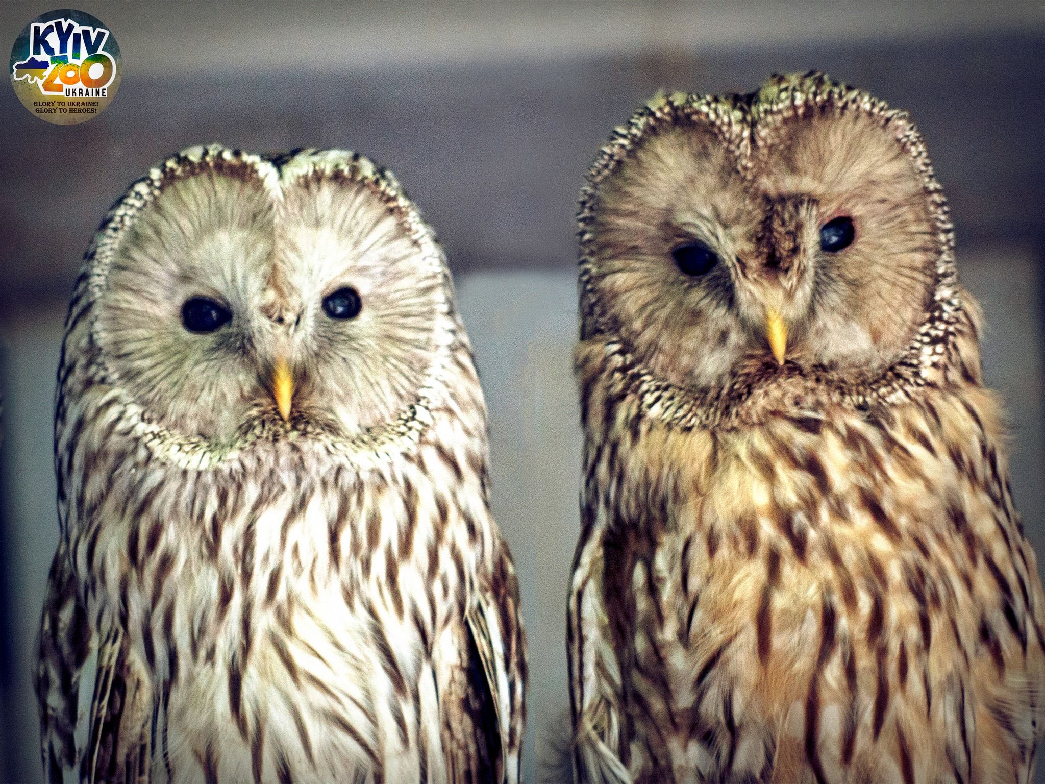 Бо любов переможе – серед мешканців Київського зоопарку створили 19 нових пар