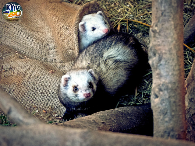 Київський зоологічний парк загальнодержавного значення - фото 520723