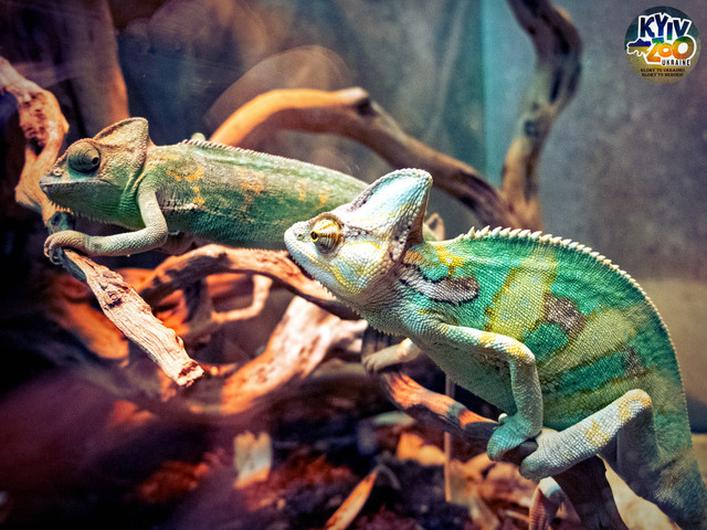 Київський зоологічний парк загальнодержавного значення - фото 520724