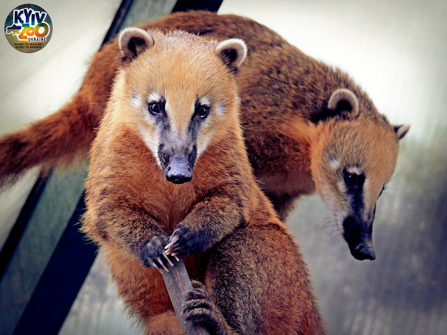 Київський зоологічний парк загальнодержавного значення - фото 520725
