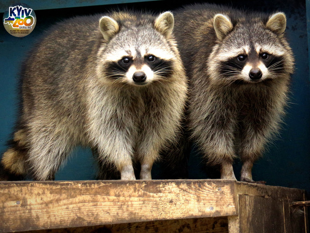 Бо любов переможе – серед мешканців Київського зоопарку створили 19 нових пар - фото 520728