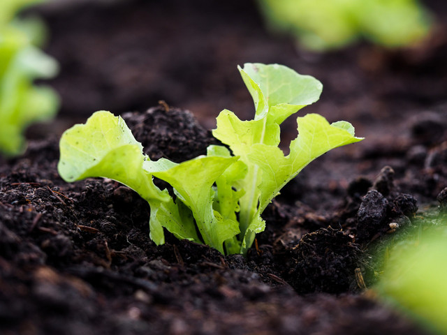 Місячний посівний календар на березень 2023 – коли і що садити - фото 520748