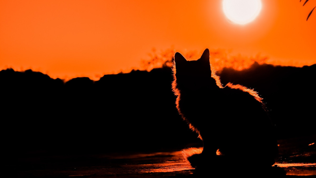 На Одещині у заповіднику помітили лісового кота – дивіться фото рідкісного звіра - фото 1