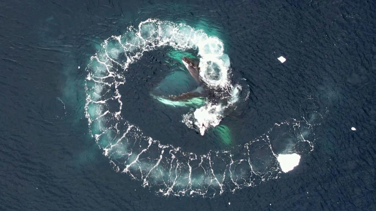 Українські вчені досліджують китів за допомогою дронів - фото 1