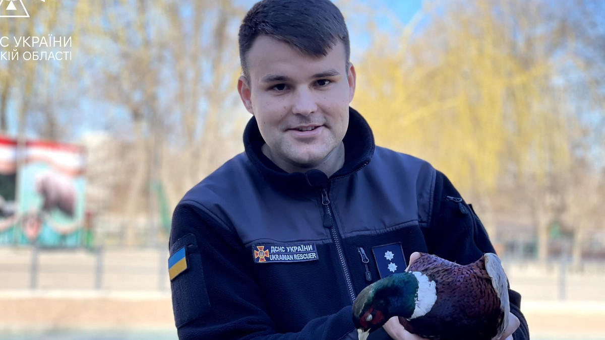 Одеські надзвичайники врятували фазана - фото 1