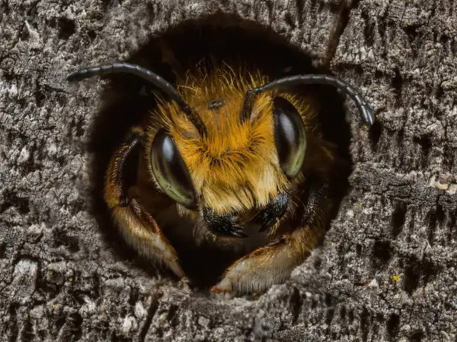 Photo: Ed Phillips - фото 521273