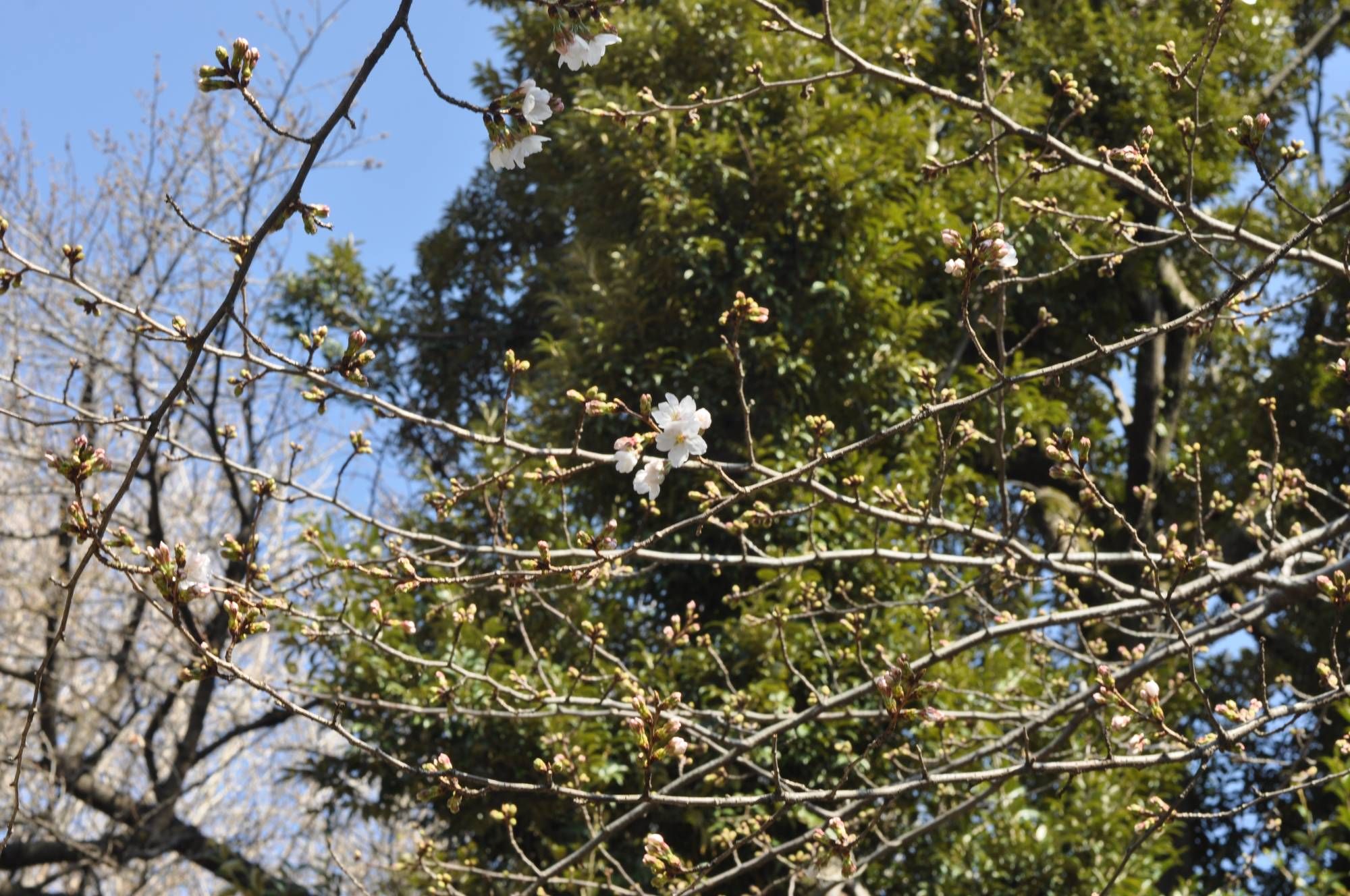 У Токіо вже зацвіли сакури – сезон розпочався раніше часу