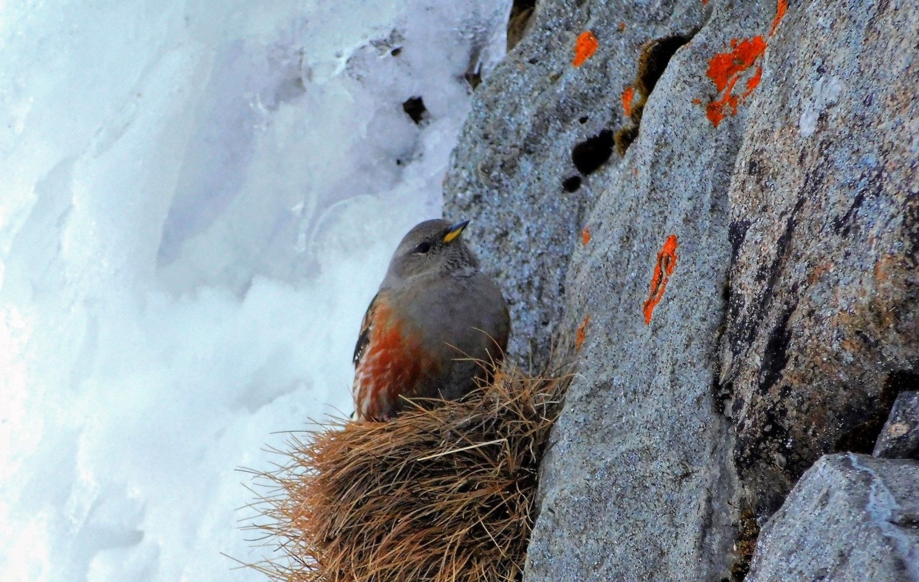 На гору Піп Іван прилетіла червонокнижна пташка – тинівка альпійська