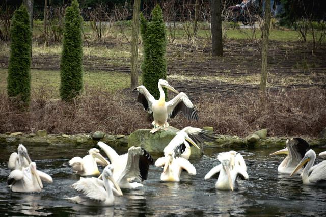 Випуск пеліканів - фото 521835