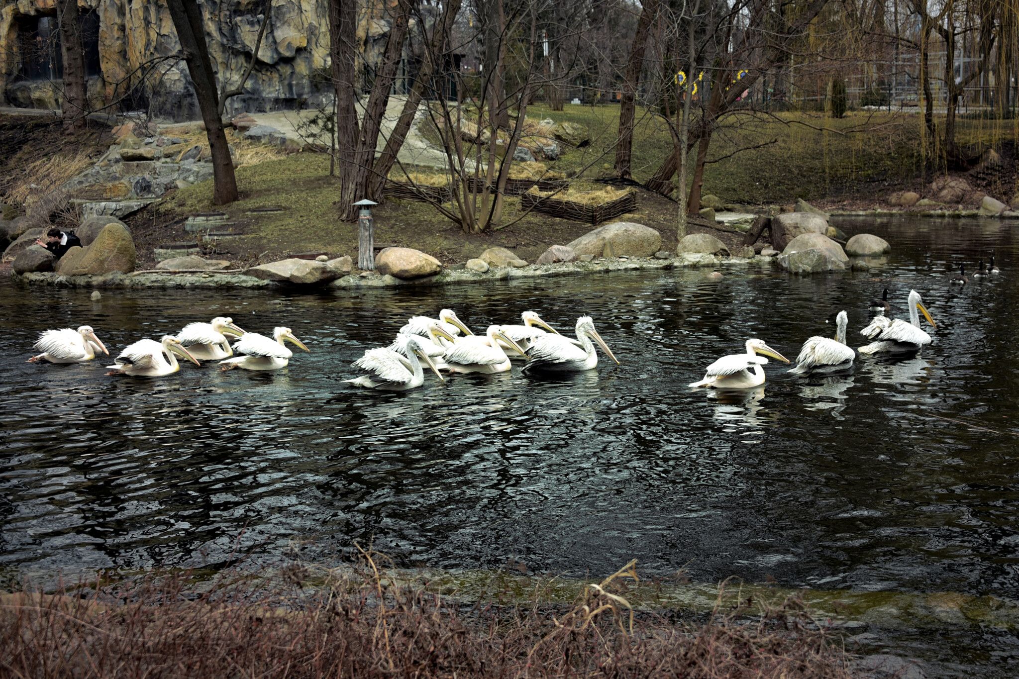 Київзоо показав випуск пеліканів до літніх експозицій
