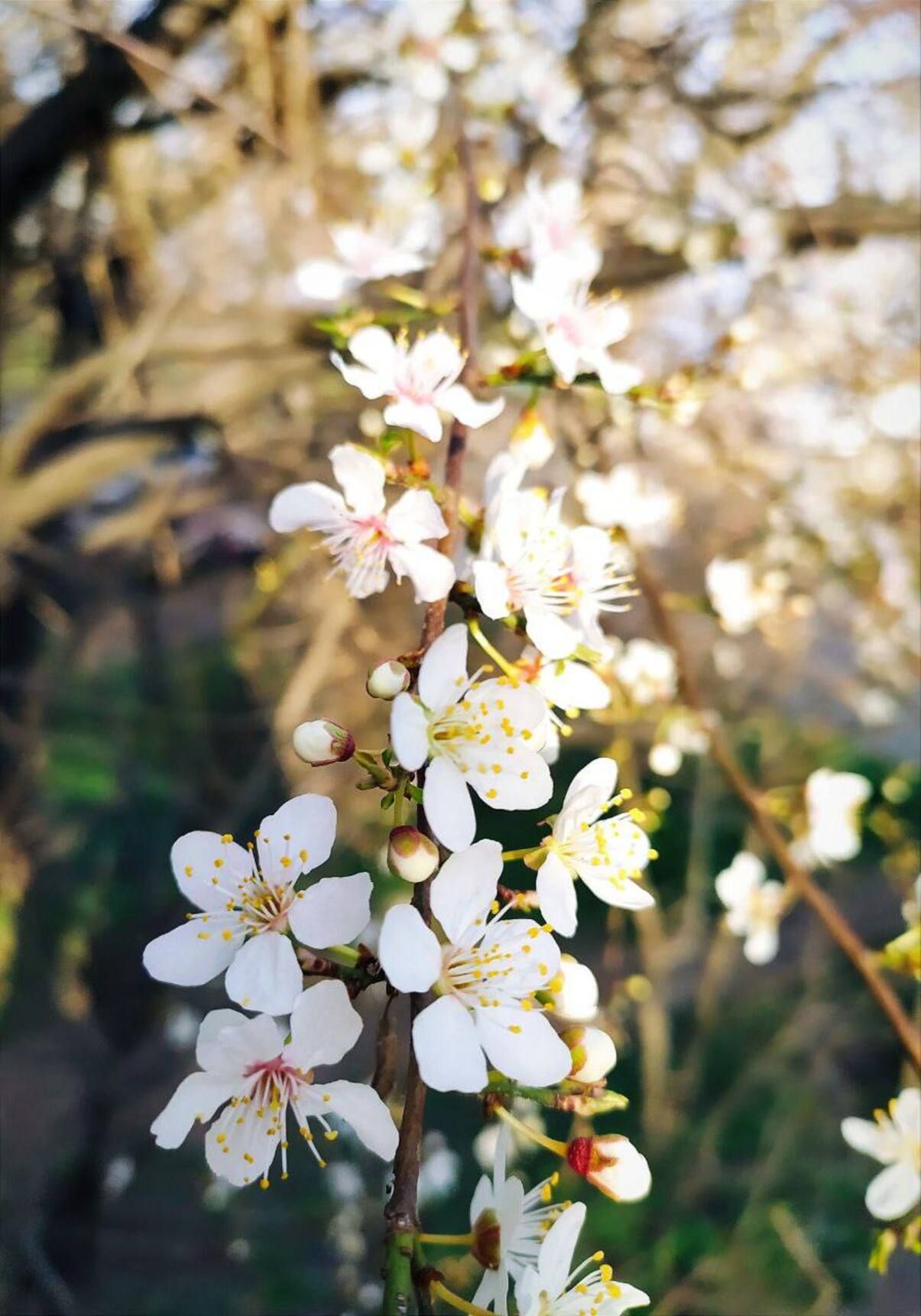 Розквітла Одеса – дивіться весняні фото, як в місті розцвіли абрикоси та вишні