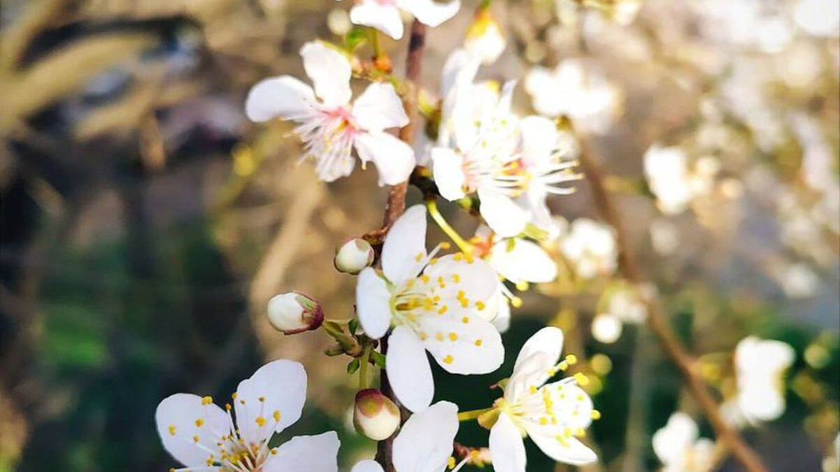 Розквітла Одеса – дивіться весняні фото, як в місті розцвіли абрикоси та вишні - фото 1