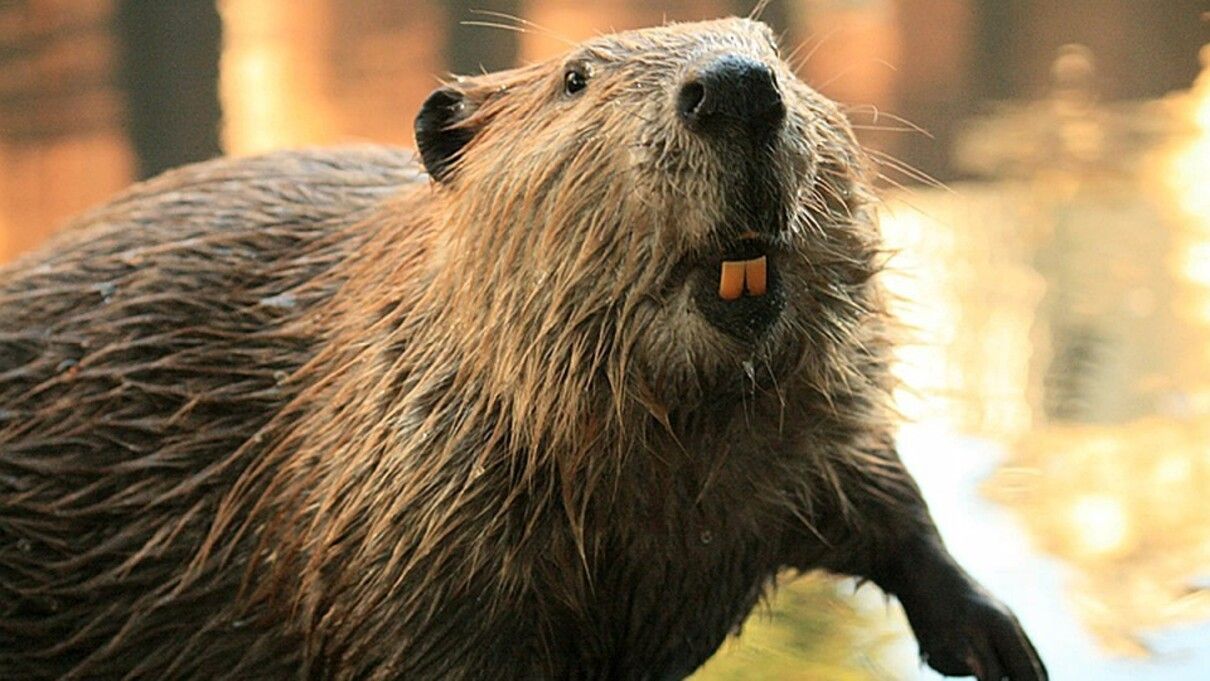 В окопі ЗСУ оселився бобер: бійці намагаються його виселити