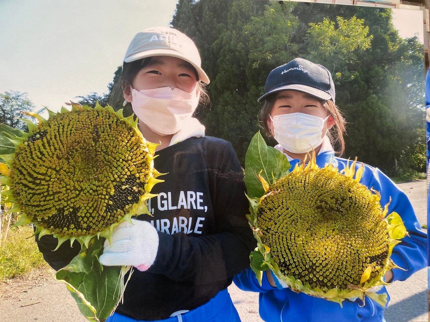 В Японії школярі засіяли поле соняшників - фото 1