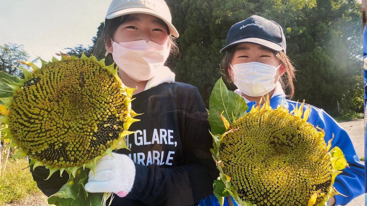 В Японії школярі засіяли поле соняшників - фото 1