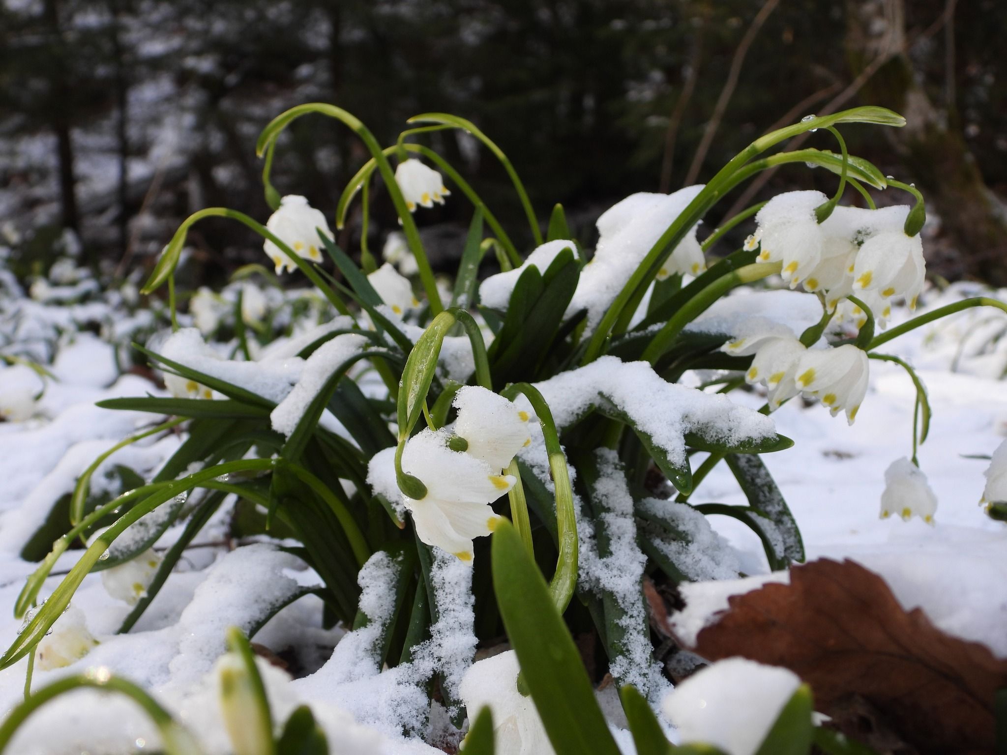 Аномальне цвітіння – у Карпатах сніг накрив весняні квіти