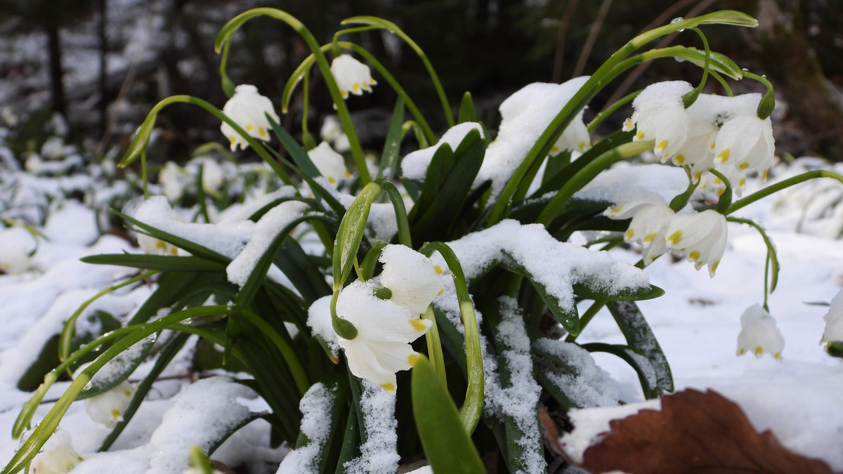 У Карпатах сніг накрив весняні квіти - фото 1