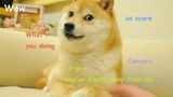 Twitter змінив логотип на собаку-мем Doge
