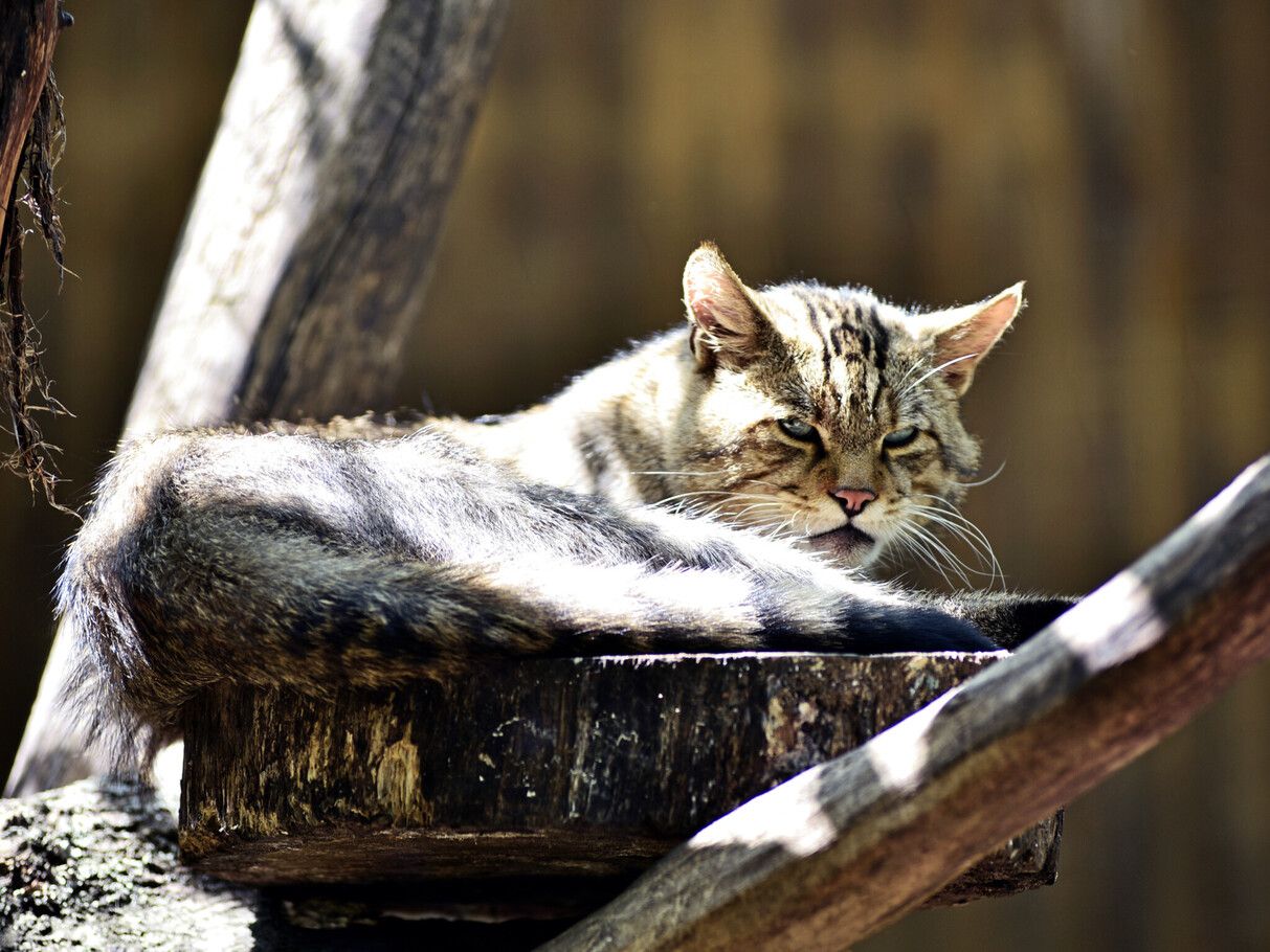У київському зоопарку показали, як тварини ніжаться на сонці - фото 1