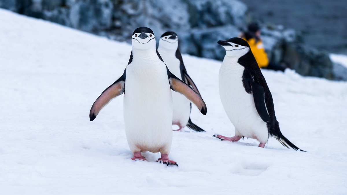 На станції Вернадського показали пінгвінятко, яке хоче злетіти - фото 1