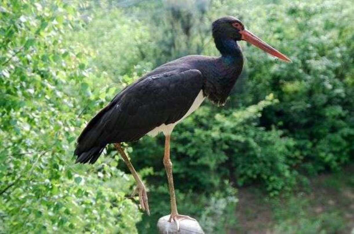 На Алеї слави з'явилися зірки, присвячені українським тваринам - фото 1