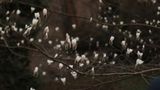 Справжня весна: у Київському ботанічному саду розцвіли магнолії
