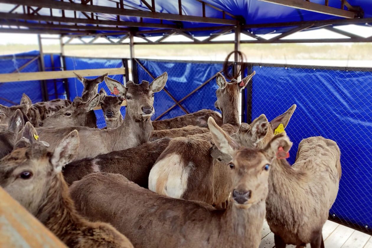 На острові під Одесою з'явились олені та лані з заходу України