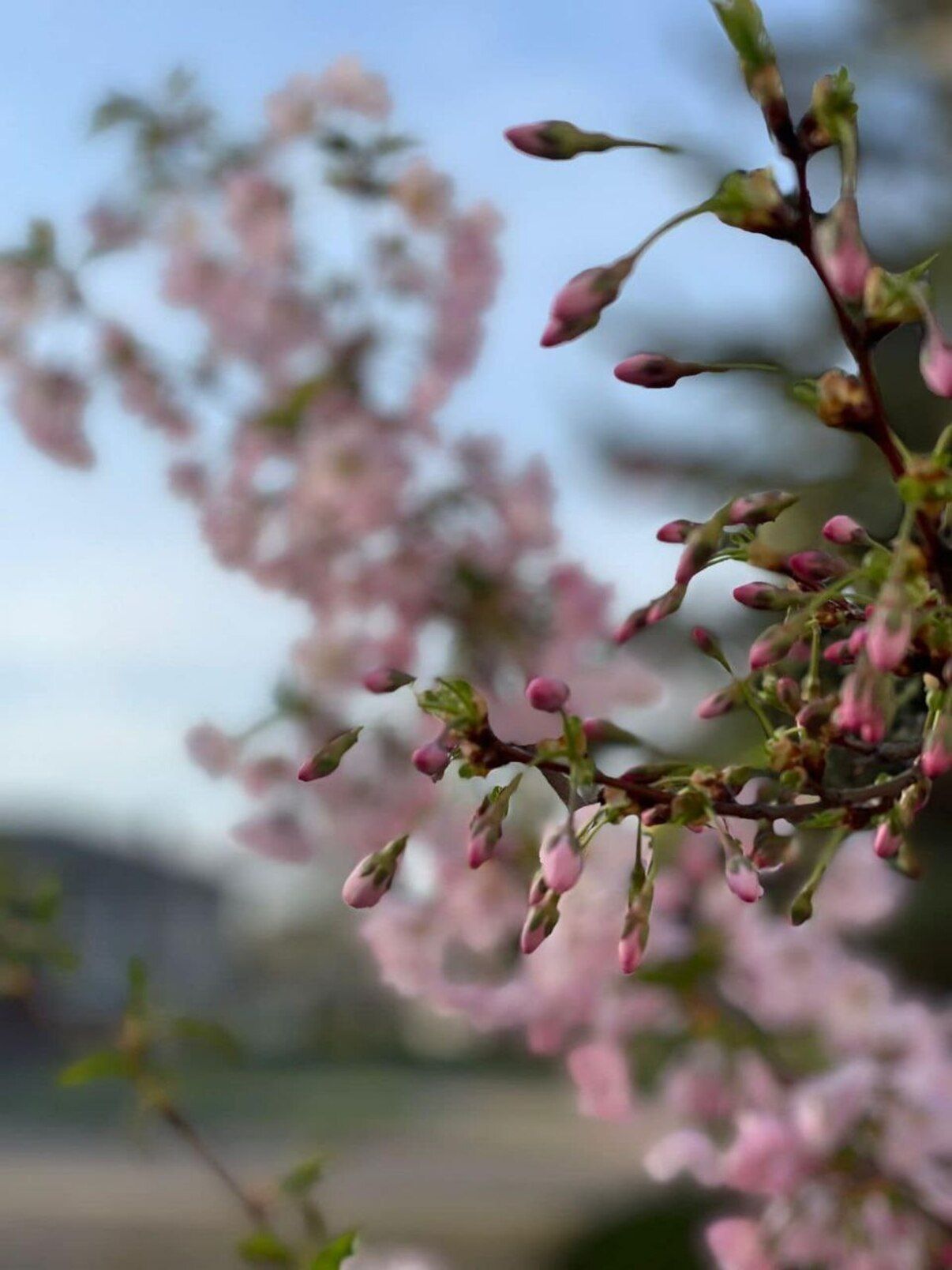 Дивіться фото, як у Слов'янську на Донеччині зацвіли сакури